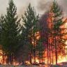 На территории России за сутки потушили 29 природных пожаров
