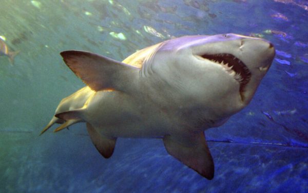 Агрессивная акула откусила руку туристке в египетском Дахабе