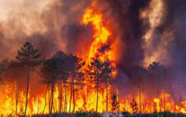 Серьезный лесной пожар в Геленджике локализован