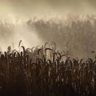 Bloomberg: непогода в РФ может угрожать запасам пшеницы всего мира