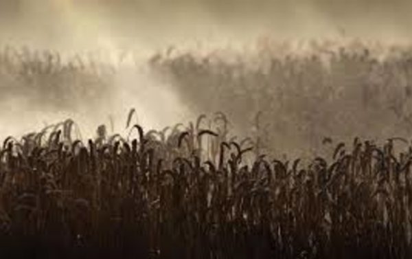 Bloomberg: непогода в РФ может угрожать запасам пшеницы всего мира