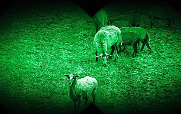 Несколько овец устроили переполох на границе Польши и Украины
