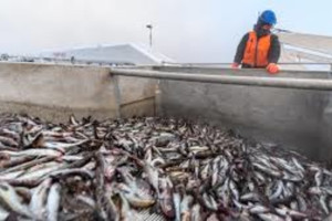 В Евросоюзе увеличили закупки рыбы из РФ до максимума