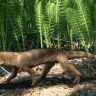 Новый вид бронированного архозавра обнаружили на острове Мадагаскар