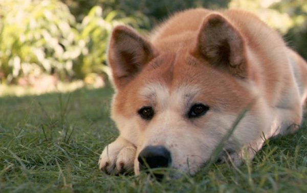 Возвращение «Хатико» и еще 5 фильмов о преданности и дружбе с животными