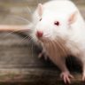 Ученые обнаружили связь между низкокалорийной диетой и улучшением памяти пожилых грызунов