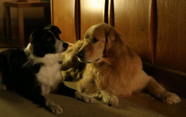 План на выходные от VOKA: пять добрых и смешных фильмов про собак