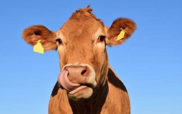Коровам во Франции официально разрешили мычать и неприятно пахнуть